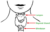 thyroid outline